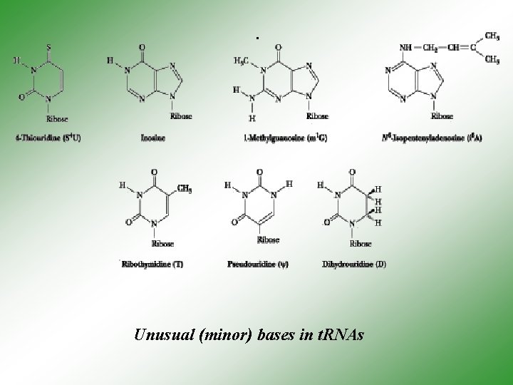 . Unusual (minor) bases in t. RNAs 