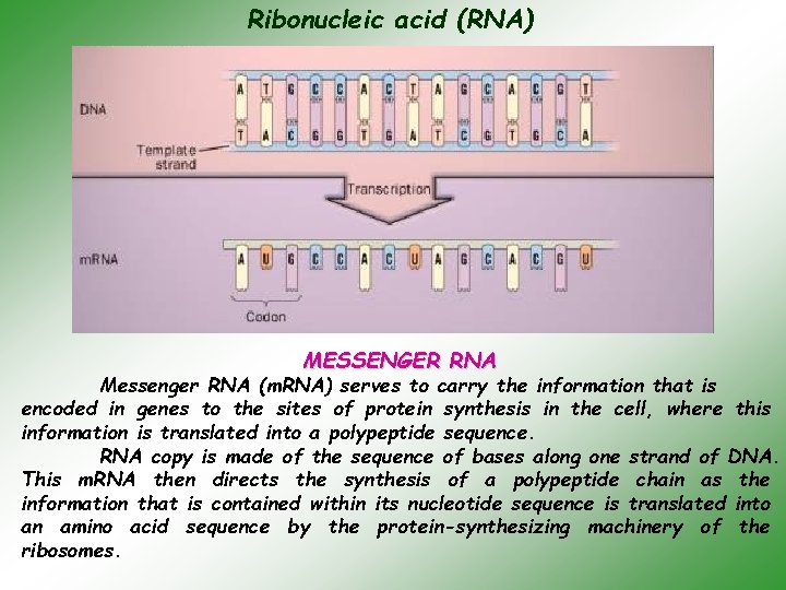 Ribonucleic aсid (RNA). MESSENGER RNA Messenger RNA (m. RNA) serves to carry the information