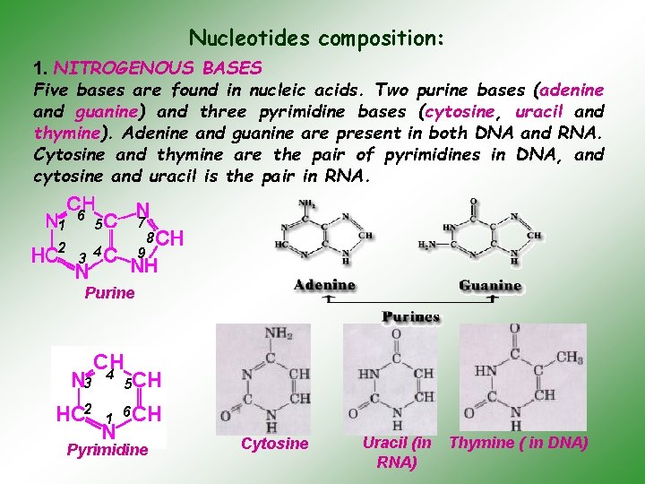 Nucleotides composition: 1. NITROGENOUS BASES Five bases are found in nucleic acids. Two purine