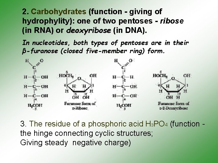 2. Carbohydrates (function - giving of hydrophylity): one of two pentoses - ribose (in