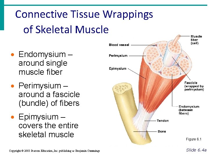 Muscular System Muscles Are Responsible For All Types