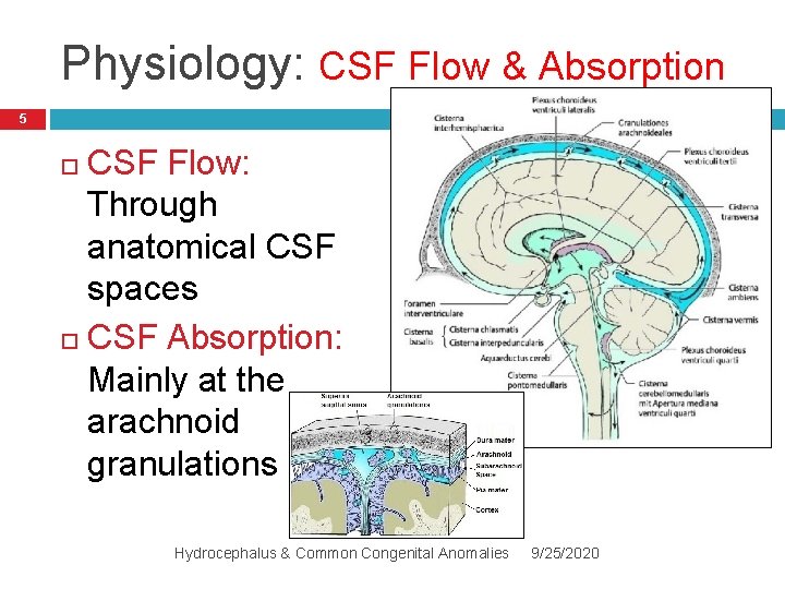 Physiology: CSF Flow & Absorption 5 CSF Flow: Through anatomical CSF spaces CSF Absorption: