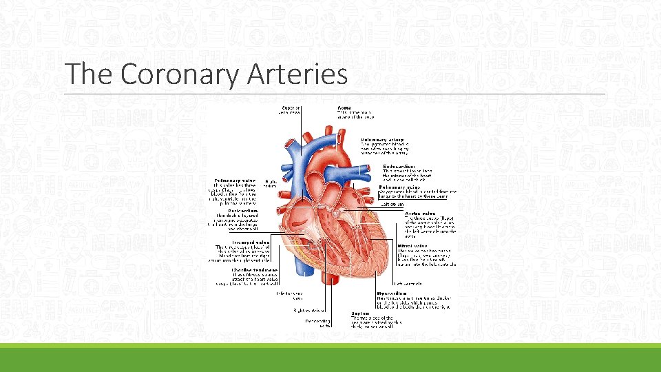 The Coronary Arteries 