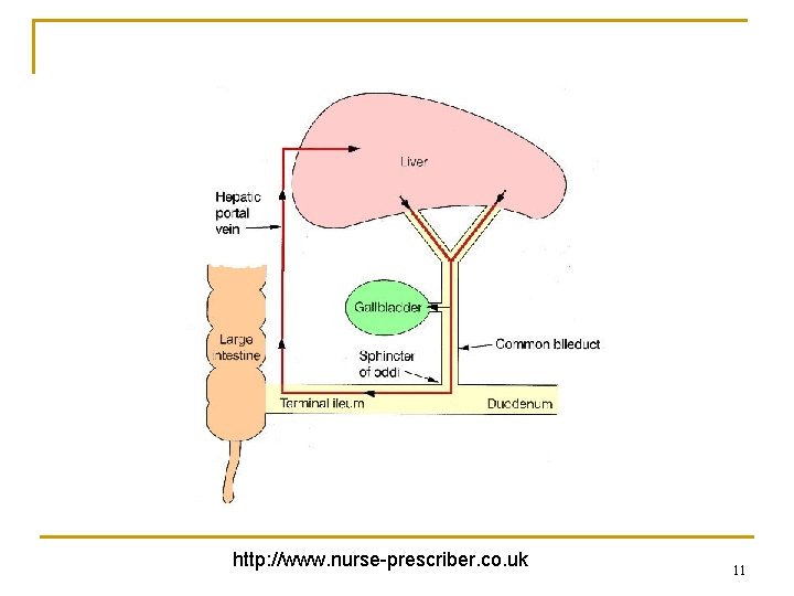 http: //www. nurse-prescriber. co. uk 11 