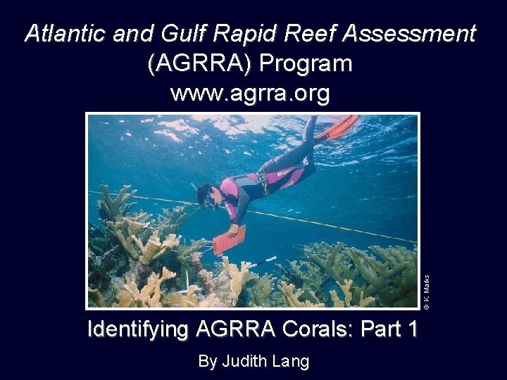 © K. Marks Atlantic and Gulf Rapid Reef Assessment (AGRRA) Program www. agrra. org