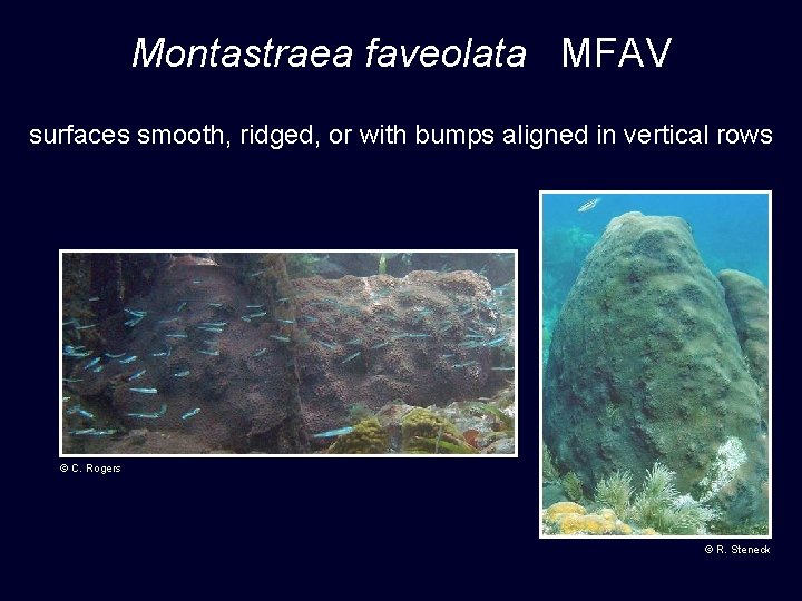 Montastraea faveolata MFAV surfaces smooth, ridged, or with bumps aligned in vertical rows ©
