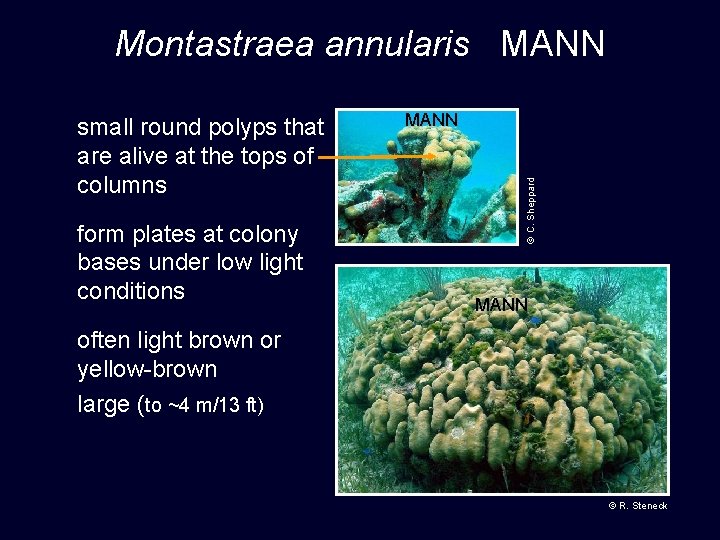 Montastraea annularis MANN form plates at colony bases under low light conditions MANN ©