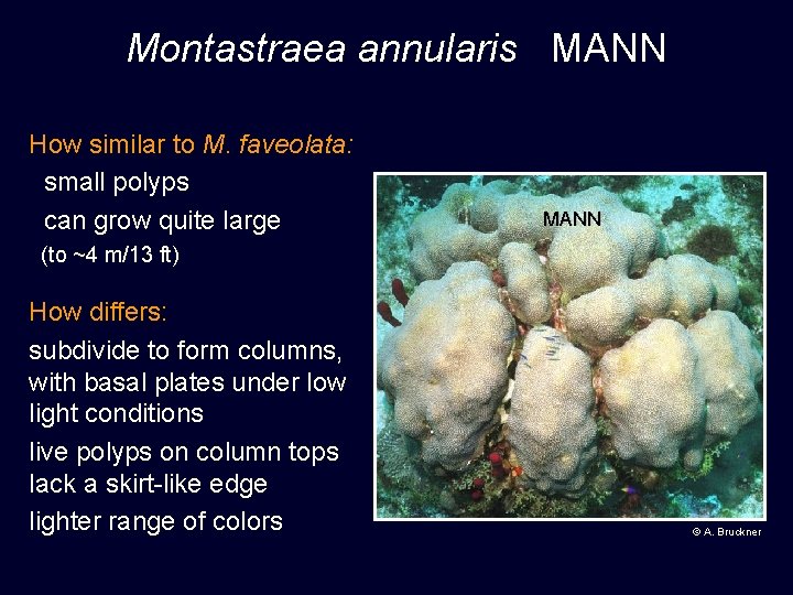 Montastraea annularis MANN How similar to M. faveolata: small polyps can grow quite large