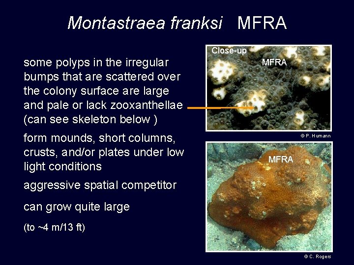 Montastraea franksi MFRA Close-up some polyps in the irregular bumps that are scattered over