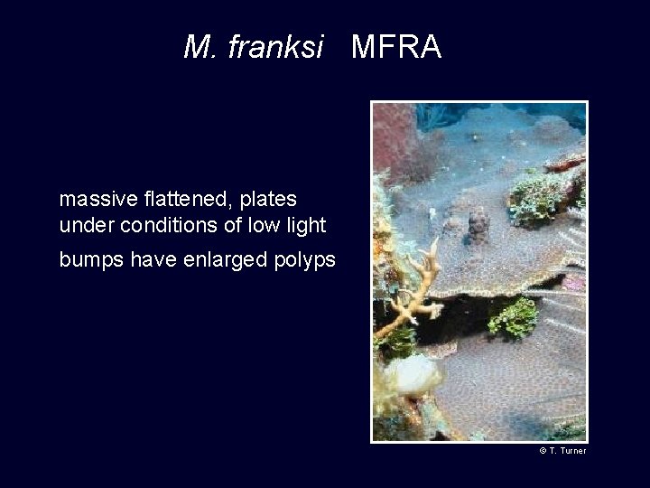 M. franksi MFRA massive flattened, plates under conditions of low light bumps have enlarged