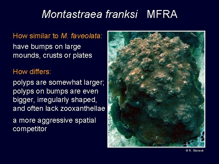 Montastraea franksi MFRA How similar to M. faveolata: have bumps on large mounds, crusts