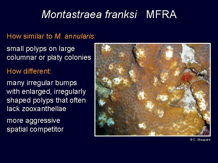 Montastraea franksi MFRA How similar to M. annularis: small polyps on large columnar or