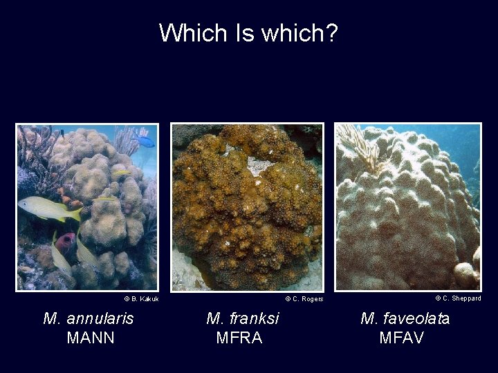 Which Is which? © C. Rogers © B. Kakuk M. annularis MANN M. franksi