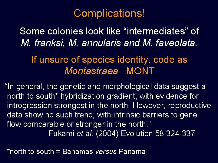 Complications! Some colonies look like “intermediates” of M. franksi, M. annularis and M. faveolata.