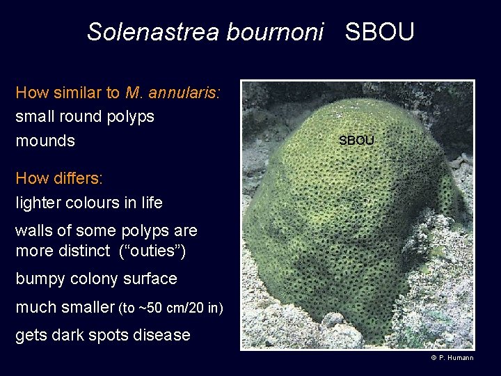 Solenastrea bournoni SBOU How similar to M. annularis: small round polyps mounds SBOU How