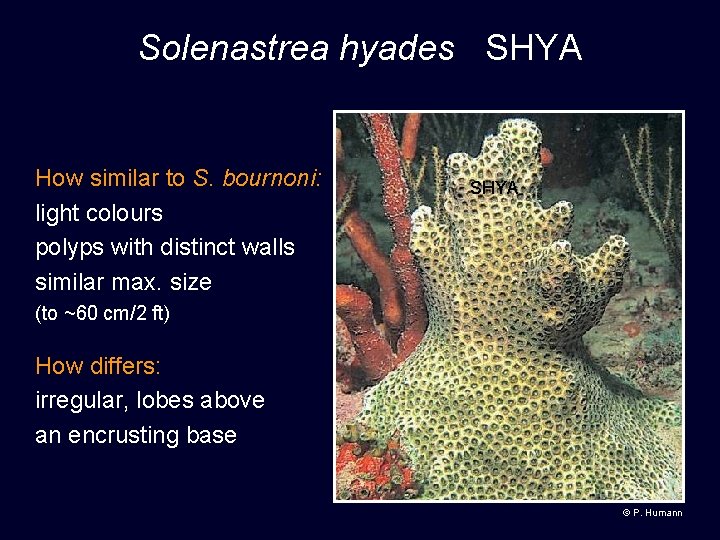 Solenastrea hyades SHYA How similar to S. bournoni: light colours polyps with distinct walls