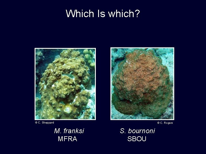 Which Is which? © C. Sheppard M. franksi MFRA © C. Rogers S. bournoni