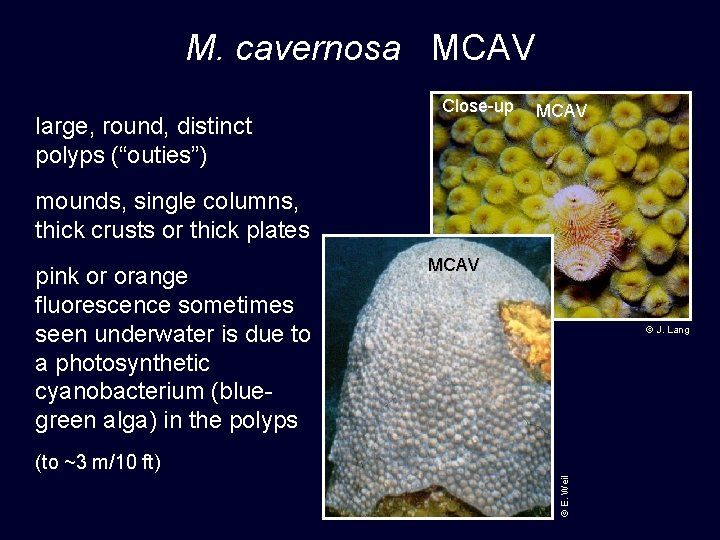 M. cavernosa MCAV large, round, distinct polyps (“outies”) Close-up MCAV mounds, single columns, thick