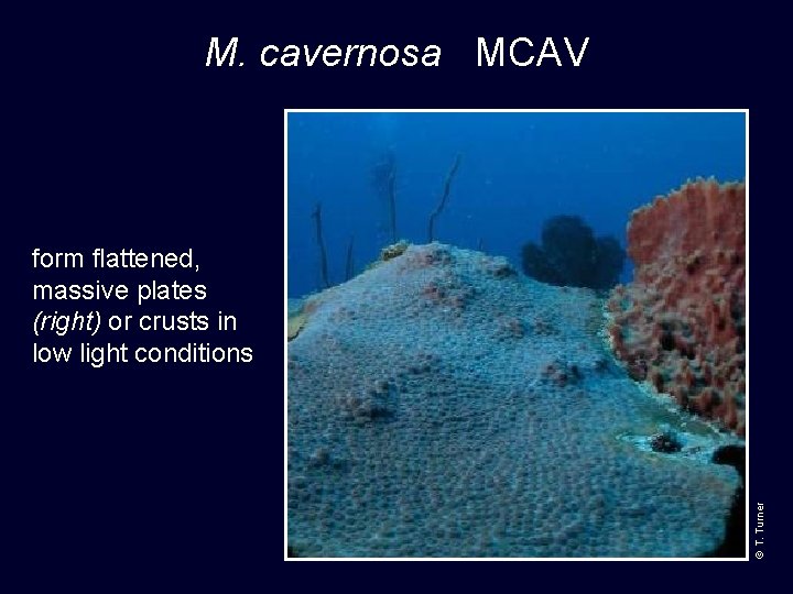 M. cavernosa MCAV © T. Turner form flattened, massive plates (right) or crusts in