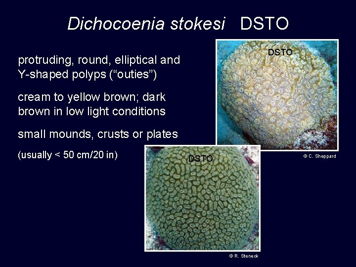 Dichocoenia stokesi DSTO protruding, round, elliptical and Y-shaped polyps (“outies”) cream to yellow brown;