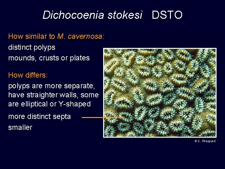 Dichocoenia stokesi DSTO How similar to M. cavernosa: distinct polyps mounds, crusts or plates