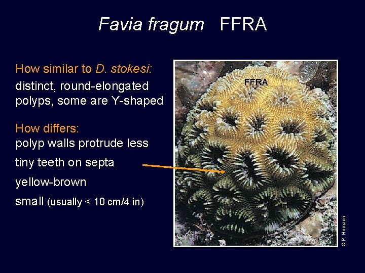 Favia fragum FFRA How similar to D. stokesi: distinct, round-elongated polyps, some are Y-shaped