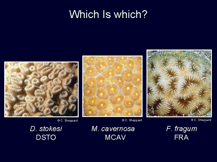 Which Is which? © C. Sheppard D. stokesi DSTO © C. Sheppard M. cavernosa