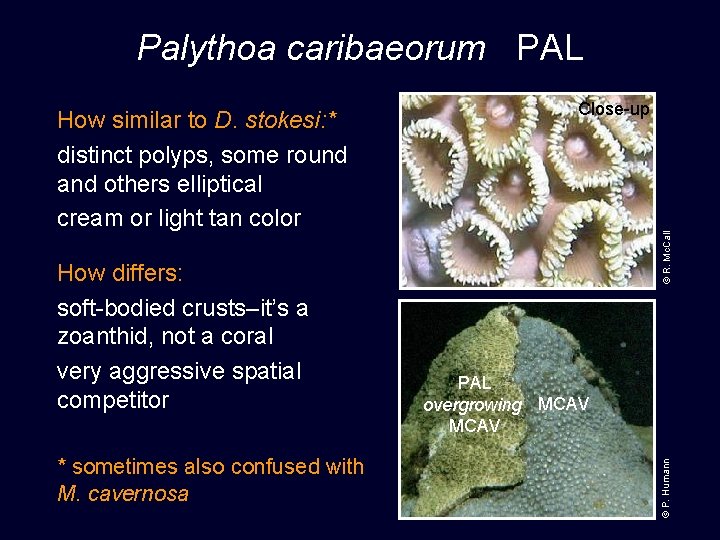 Palythoa caribaeorum PAL * sometimes also confused with M. cavernosa © R. Mc. Call