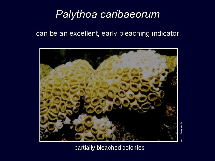 Palythoa caribaeorum © L. Benvenuti can be an excellent, early bleaching indicator partially bleached