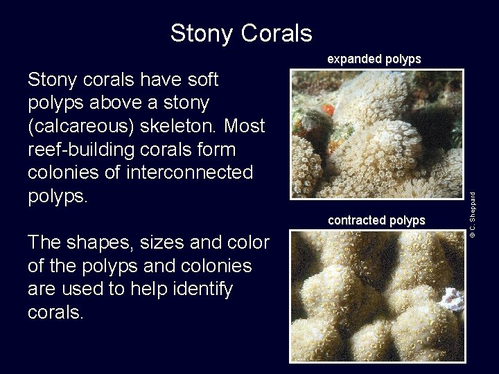 Stony Corals Stony corals have soft polyps above a stony (calcareous) skeleton. Most reef-building