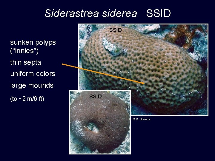 Siderastrea siderea SSID sunken polyps (“innies”) thin septa uniform colors large mounds (to ~2