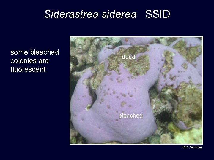 Siderastrea siderea SSID some bleached colonies are fluorescent dead bleached © R. Ginsburg 