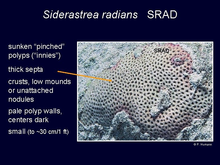 Siderastrea radians SRAD sunken “pinched” polyps (“innies”) SRAD thick septa crusts, low mounds or