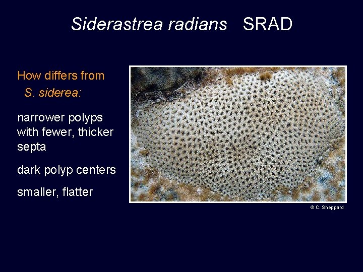 Siderastrea radians SRAD How differs from S. siderea: narrower polyps with fewer, thicker septa