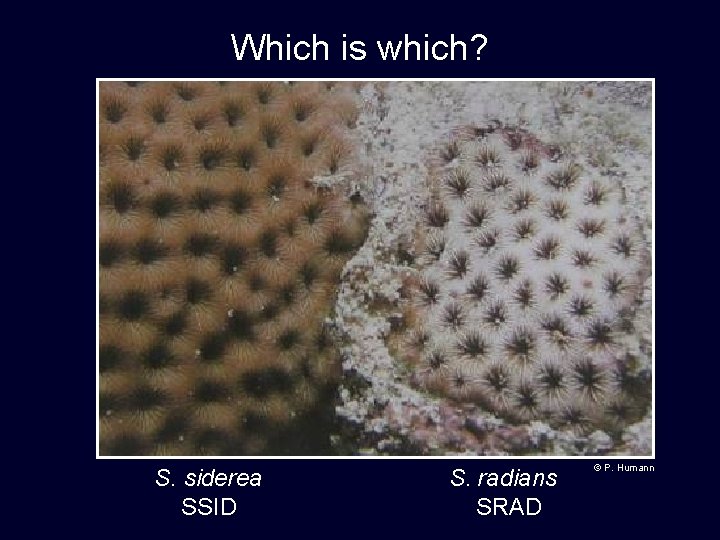 Which is which? S. siderea SSID S. radians SRAD © P. Humann 