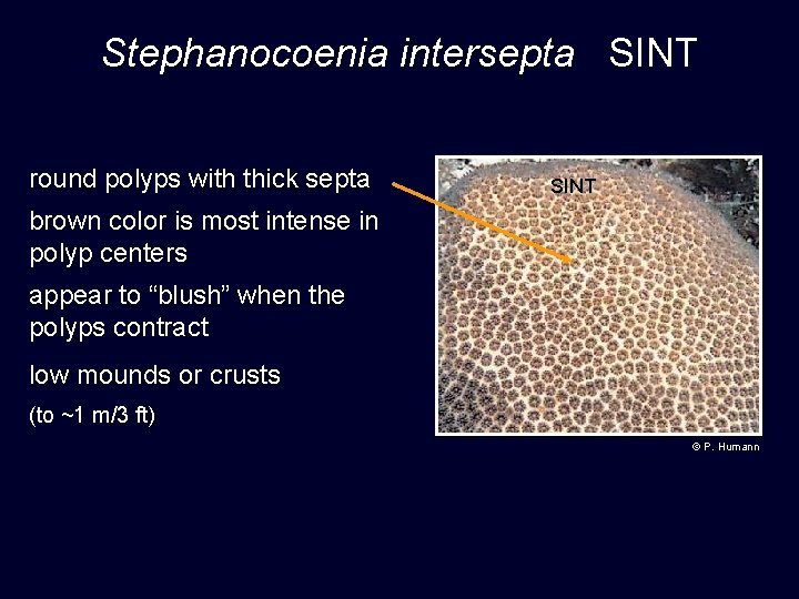 Stephanocoenia intersepta SINT round polyps with thick septa SINT brown color is most intense