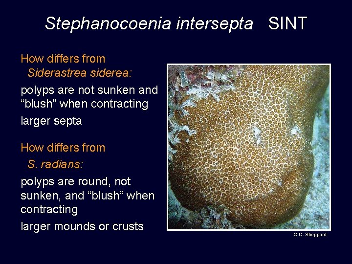 Stephanocoenia intersepta SINT How differs from Siderastrea siderea: polyps are not sunken and “blush”