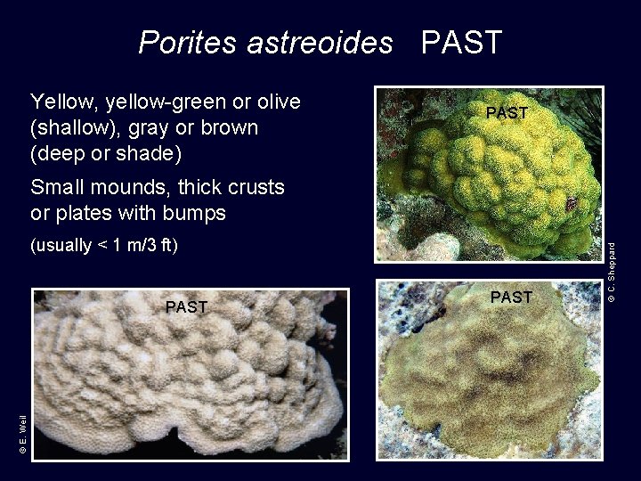 Porites astreoides PAST Yellow, yellow-green or olive (shallow), gray or brown (deep or shade)
