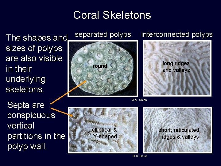 Coral Skeletons The shapes and separated polyps sizes of polyps are also visible round