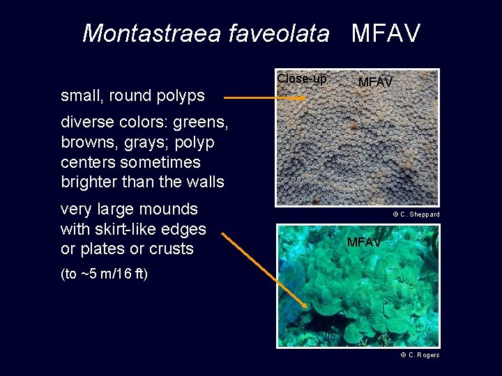 Montastraea faveolata MFAV small, round polyps Close-up MFAV diverse colors: greens, browns, grays; polyp