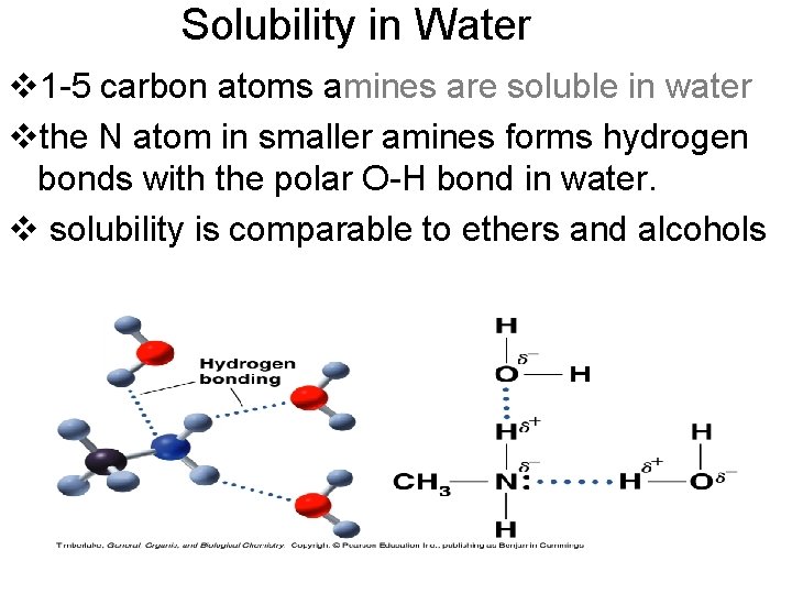 Solubility in Water v 1 -5 carbon atoms amines are soluble in water vthe