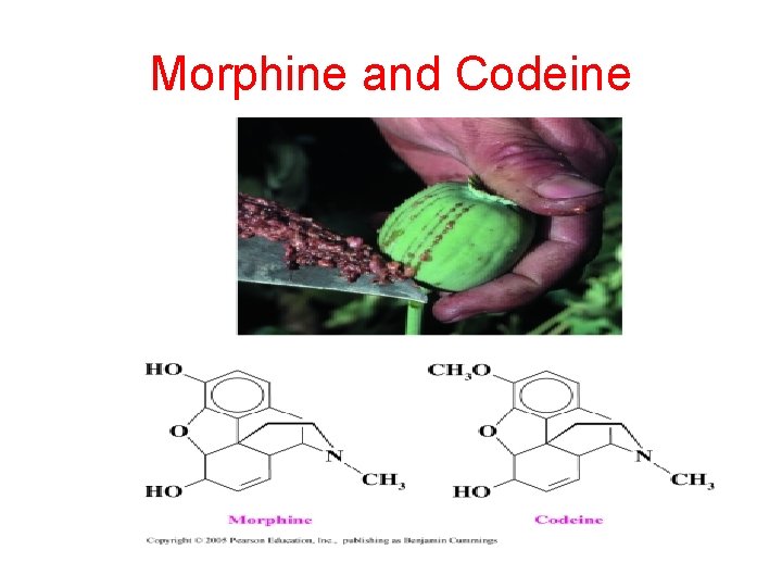 Morphine and Codeine 