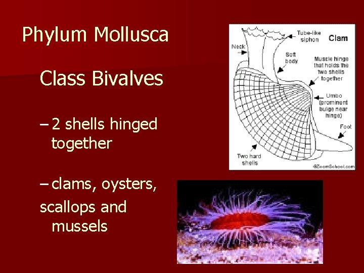 Phylum Mollusca Class Bivalves – 2 shells hinged together – clams, oysters, scallops and Phylum Mollusca Class Bivalves – 2 shells hinged together – clams, oysters, scallops and