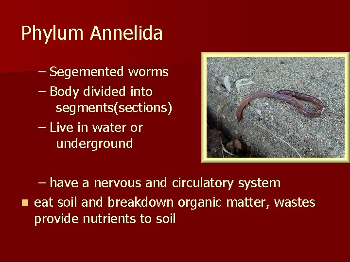 Phylum Annelida – Segemented worms – Body divided into segments(sections) – Live in water Phylum Annelida – Segemented worms – Body divided into segments(sections) – Live in water
