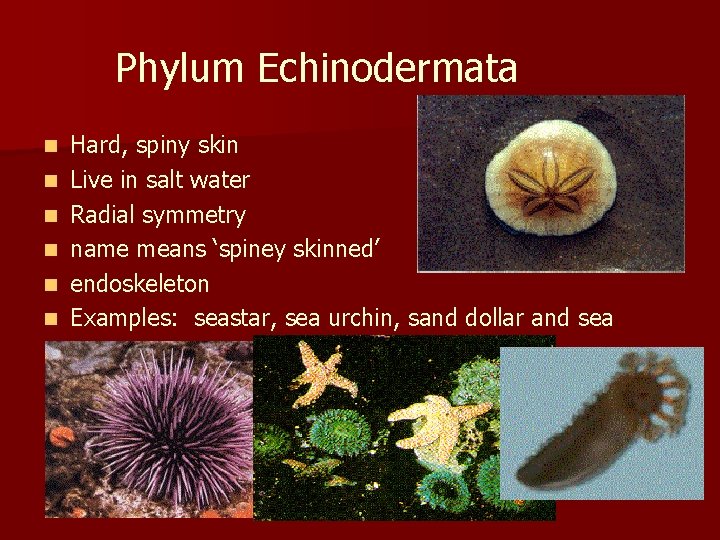 Phylum Echinodermata n n n Hard, spiny skin Live in salt water Radial symmetry