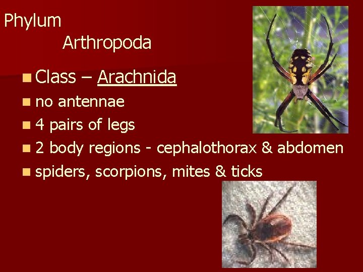 Phylum Arthropoda n Class n no – Arachnida antennae n 4 pairs of legs Phylum Arthropoda n Class n no – Arachnida antennae n 4 pairs of legs