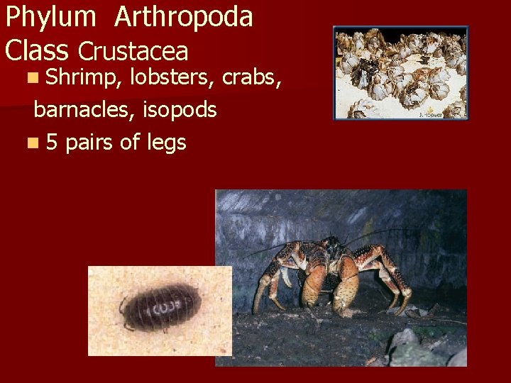 Phylum Arthropoda Class Crustacea n Shrimp, lobsters, crabs, barnacles, isopods n 5 pairs of