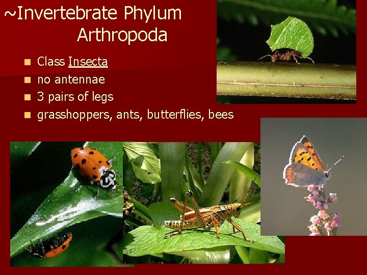 ~Invertebrate Phylum Arthropoda n n Class Insecta no antennae 3 pairs of legs grasshoppers,