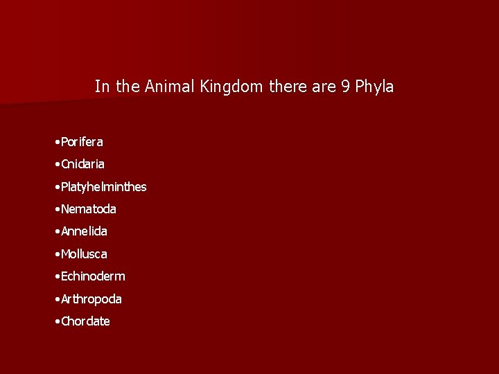 In the Animal Kingdom there are 9 Phyla • Porifera • Cnidaria • Platyhelminthes