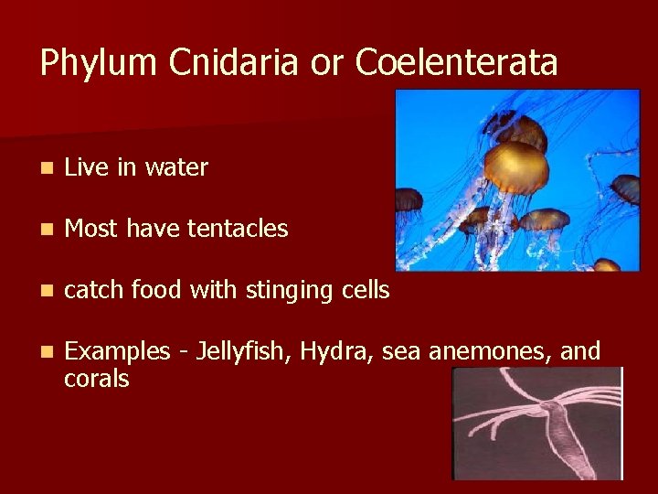 Phylum Cnidaria or Coelenterata n Live in water n Most have tentacles n catch